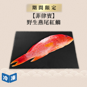 【菲律賓】野生燕尾紅鰷|約350g 【菲律賓】野生燕尾紅鰷|約350g