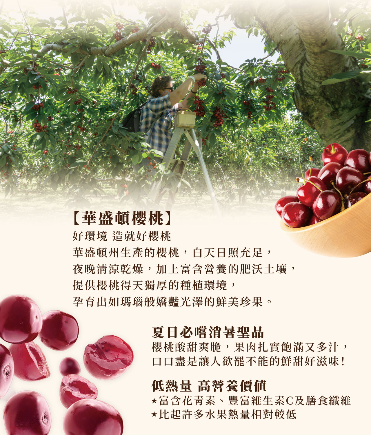 【華盛頓櫻桃】
好環境 造就好櫻桃
華盛頓州生產的櫻桃,白天日照充足,夜晚清涼乾燥,加上富含營養的肥沃土壤,提供櫻桃得天獨厚的種植環境,孕育出如瑪瑙般嬌豔光澤的鮮美珍果。
夏日必嚐消暑聖品
櫻桃酸甜爽脆,果肉扎實飽滿又多汁,
口口盡是讓人欲罷不能的鮮甜好滋味!
低熱量 高營養價值
‧ 富含花青素、豐富維生素C及膳食纖維
‧ 比起許多水果熱量相對較低 【華盛頓櫻桃】 好環境 造就好櫻桃 華盛頓州生產的櫻桃,白天日照充足,夜晚清涼乾燥,加上富含營養的肥沃土壤,提供櫻桃得天獨厚的種植環境,孕育出如瑪瑙般嬌豔光澤的鮮美珍果。 夏日必嚐消暑聖品 櫻桃酸甜爽脆,果肉扎實飽滿又多汁, 口口盡是讓人欲罷不能的鮮甜好滋味! 低熱量 高營養價值 ‧ 富含花青素、豐富維生素C及膳食纖維 ‧ 比起許多水果熱量相對較低