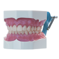 Flex 牙齒模型 Flex 牙齒模型