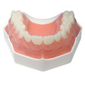 Flex 牙齒模型_4 Flex 牙齒模型_4