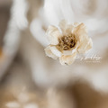 Jellycat 兔兔永生花束_10 Jellycat 兔兔永生花束_10