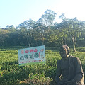 山外山有機生態茶園 山外山有機生態茶園
