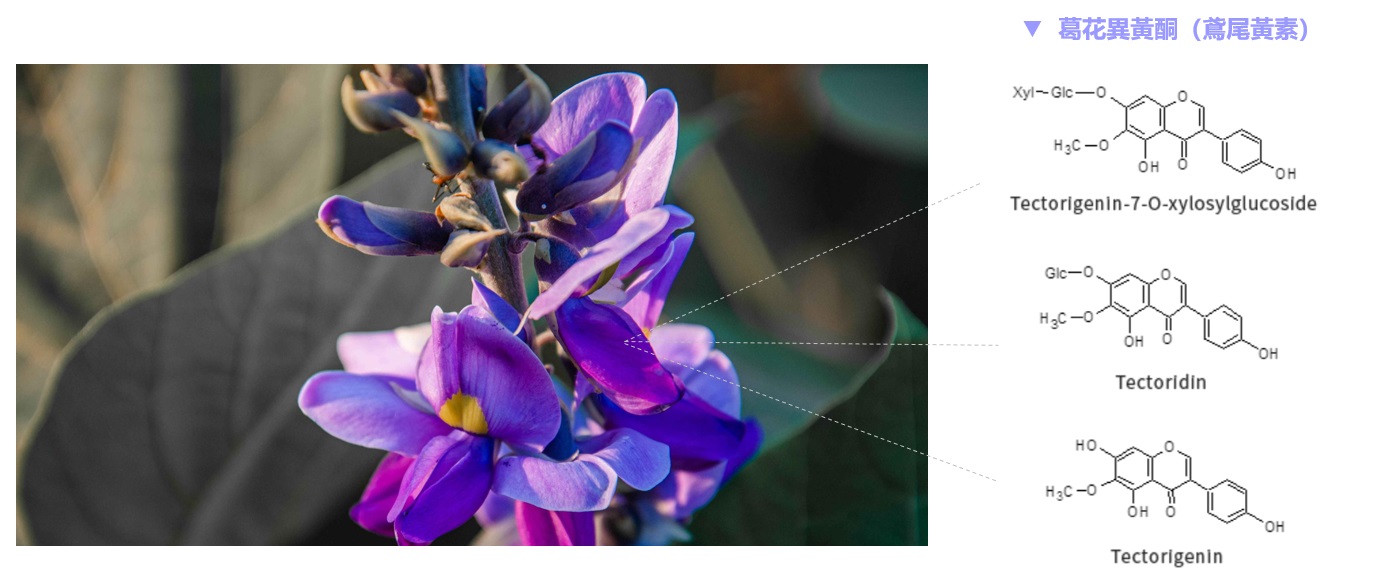 葛花異黃酮(鳶尾黃素)