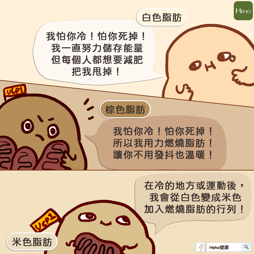 白色脂肪 棕色脂肪 米色脂肪