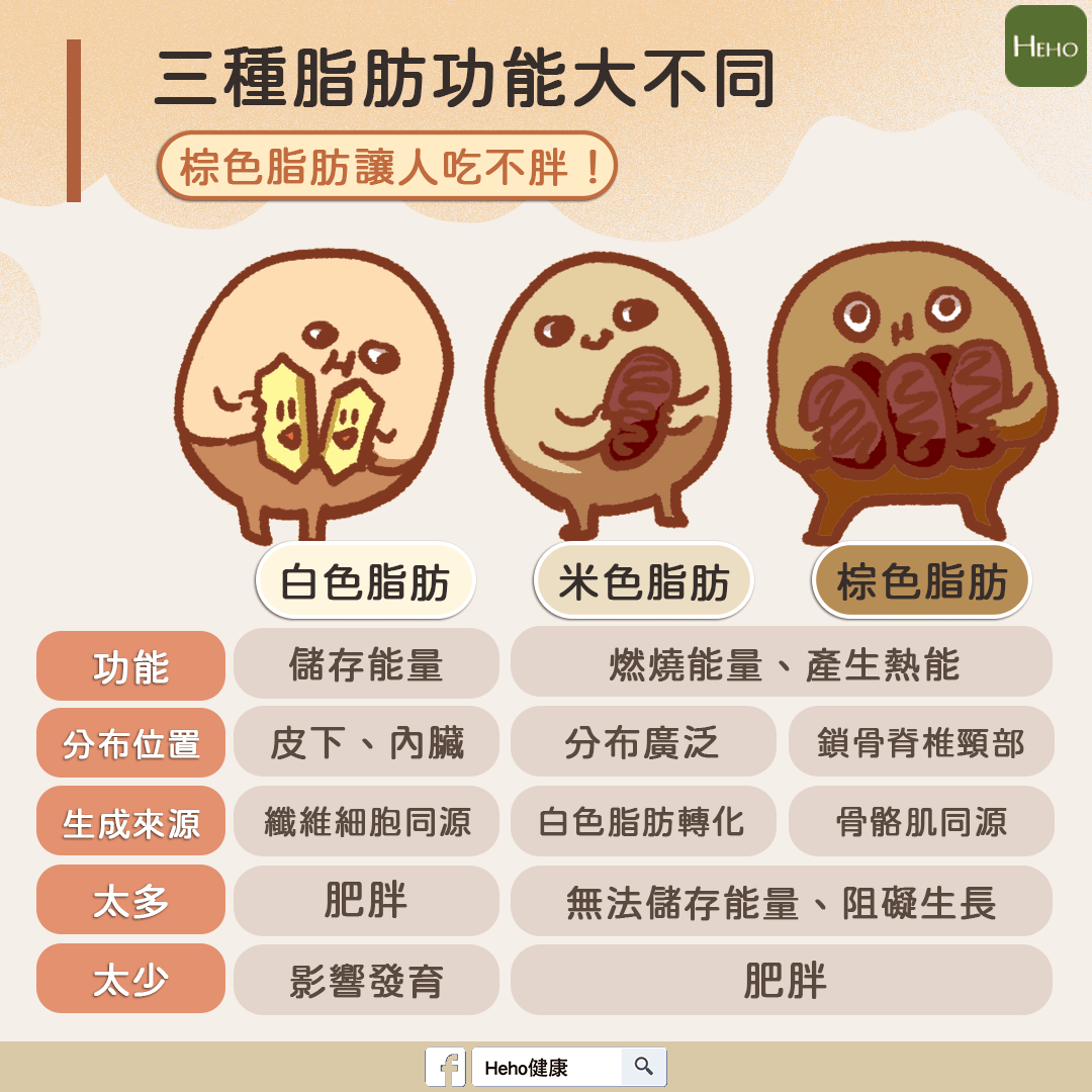 為什麼吃很少還是變胖,營養師來告訴你 greengold G.7 葛花纖 脂肪的功能與種類: 什麼是棕色脂肪? 為甚麼棕色脂肪可以燃燒熱量? 人體內的脂肪可以分成白色脂肪、棕色脂肪與米色脂肪,因進食所產生的脂肪是白色脂肪,其主要的成分是脂質,和棕色脂肪相比較少的血管與粒線體,所以外表看起來偏向黃色或白色。