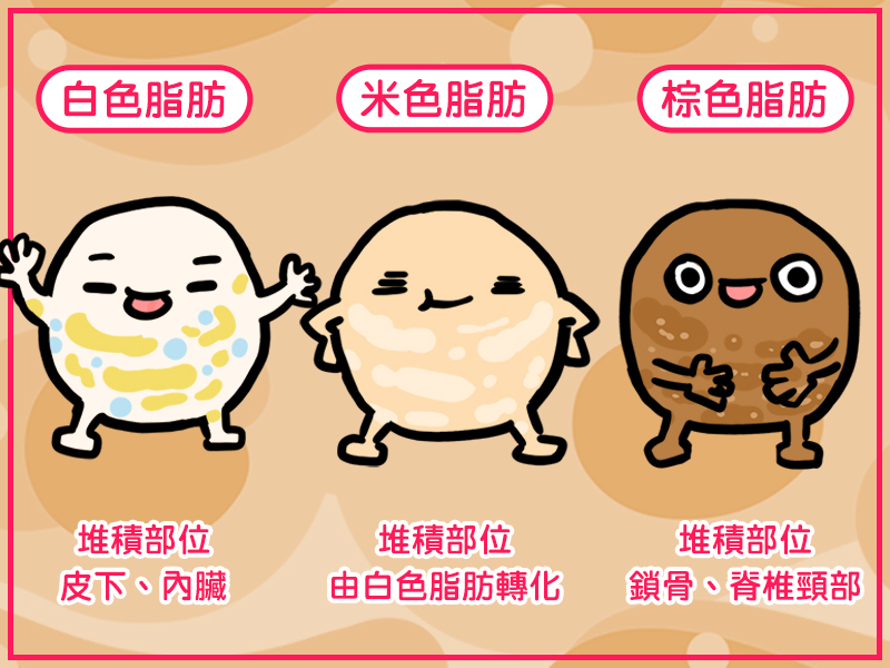 什麼都不做一個月瘦一公斤?GREENGOLD葛花纖錠|佛系減重人的福音 營養師的懶人瘦身法! 葛花萃取物如何增加脂肪代謝?三效打擊 人體的脂肪組織有許多種,一種是負責囤積脂肪的「白色脂肪」,另一種則是可以消耗脂肪產生熱量的「棕色脂肪」。  葛花萃取物取三大代謝原理:  提升脂肪分解作用:促使脂肪分解為甘油與三分子脂肪酸。 阻斷脂肪合成:從源頭抑制脂肪累積,並促進體內白色脂肪轉化為棕色脂肪。 促進褐色脂肪燃燒:促進棕色脂肪消耗脂肪酸燃燒轉換成熱量。