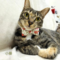 【落櫻】系列_2 【落櫻】系列_2