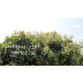 【珍珠餅禮盒】覓香茶點|手工珍珠餅6入 & 覓香系列茶包8包_6 【珍珠餅禮盒】覓香茶點|手工珍珠餅6入 & 覓香系列茶包8包_6