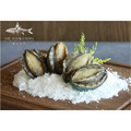 鮑魚(帶殼) Abalone 鮑魚(帶殼) Abalone