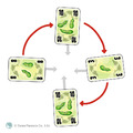 黃瓜五兄弟 Five Cucumbers_2 黃瓜五兄弟 Five Cucumbers_2