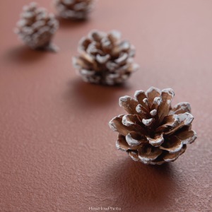 乾燥松果(共7款) 乾燥松果(共7款)