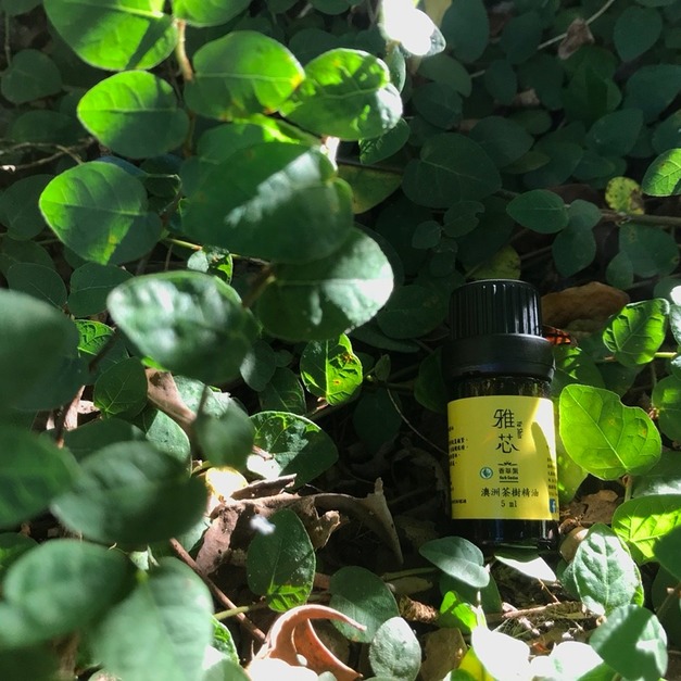 ★純澳洲茶樹精油-5ml + 純澳洲茶樹純露/精露(植物精華液)-250ml★ ★純澳洲茶樹精油-5ml + 純澳洲茶樹純露/精露(植物精華液)-250ml★