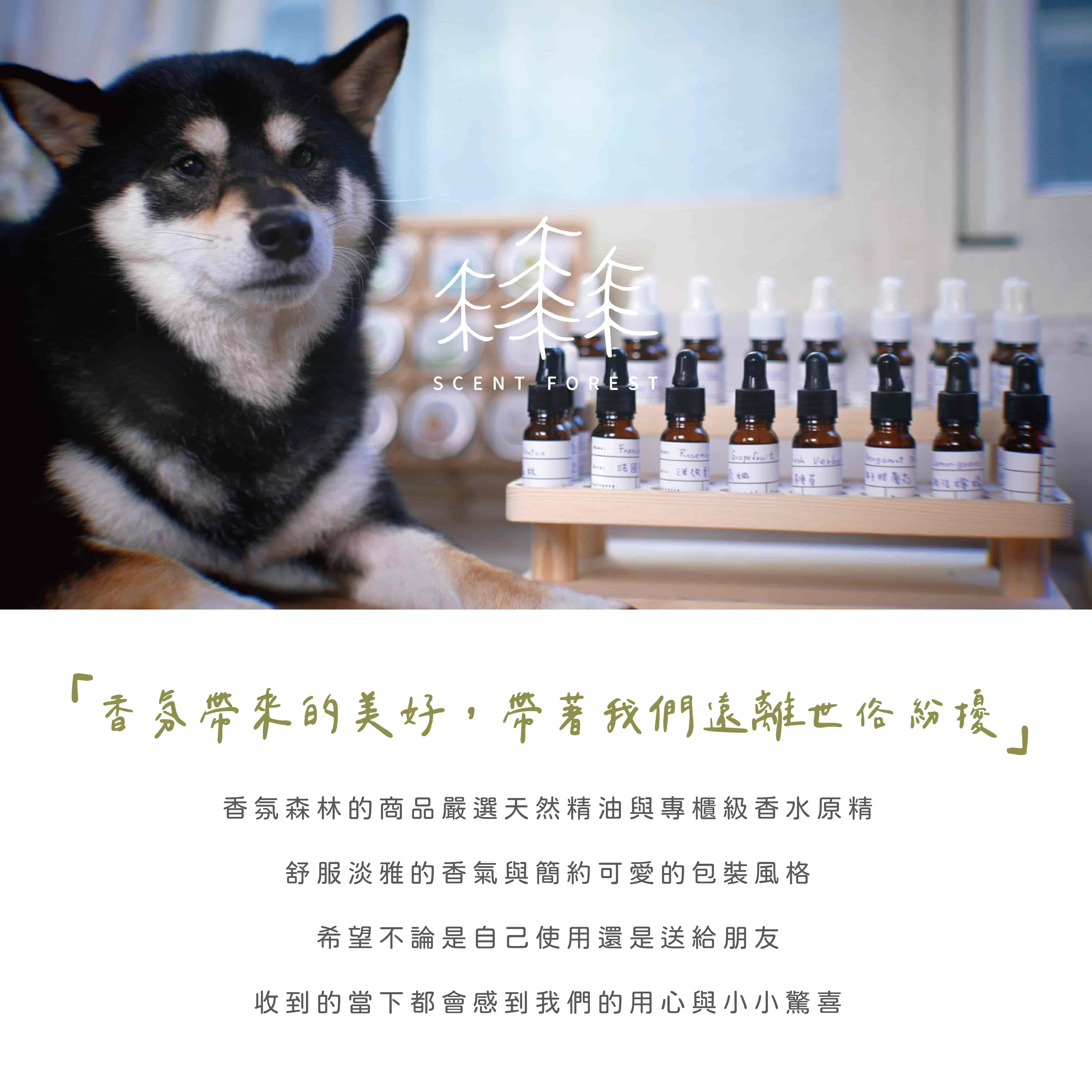 SCENT FOREST 香氛森林 - 室內香氛 - 彩色香水擴香花 香氛花 索拉花 室內擴香 寵物友善 香氛美好