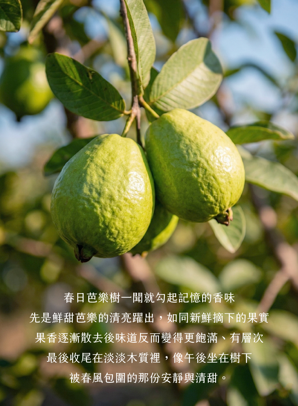 SCENT FOREST 香氛森林 - 室內香氛 - 彩色香水擴香花 香氛花 索拉花 室內擴香 寵物友善