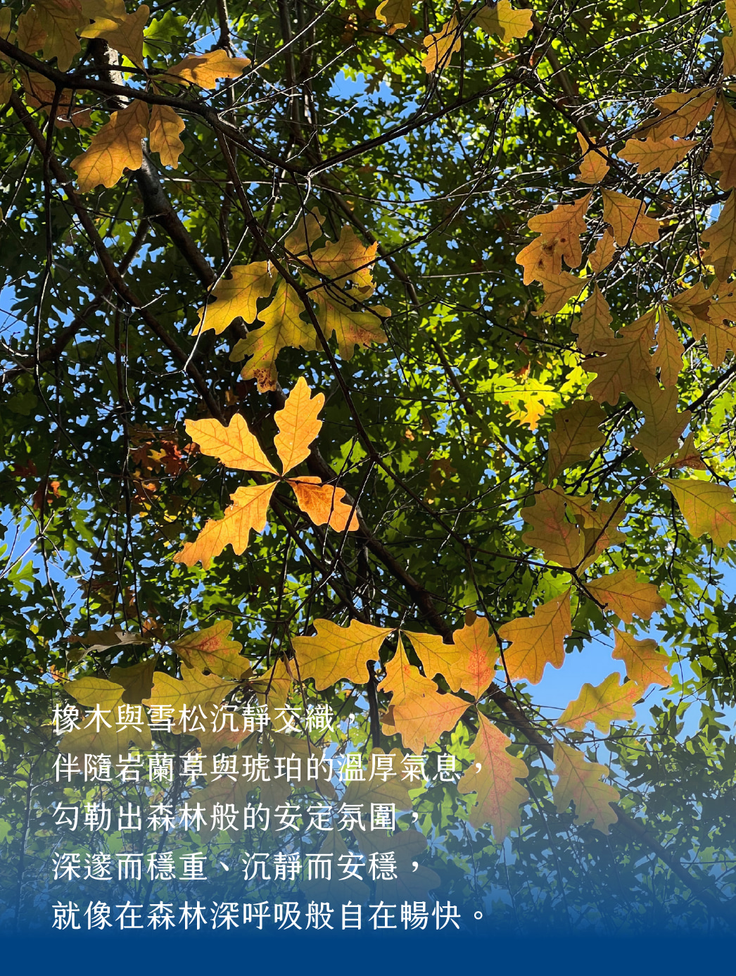 SCENT FOREST 香氛森林 - 室內香氛 - 彩色香水擴香花 香氛花 索拉花 室內擴香 寵物友善