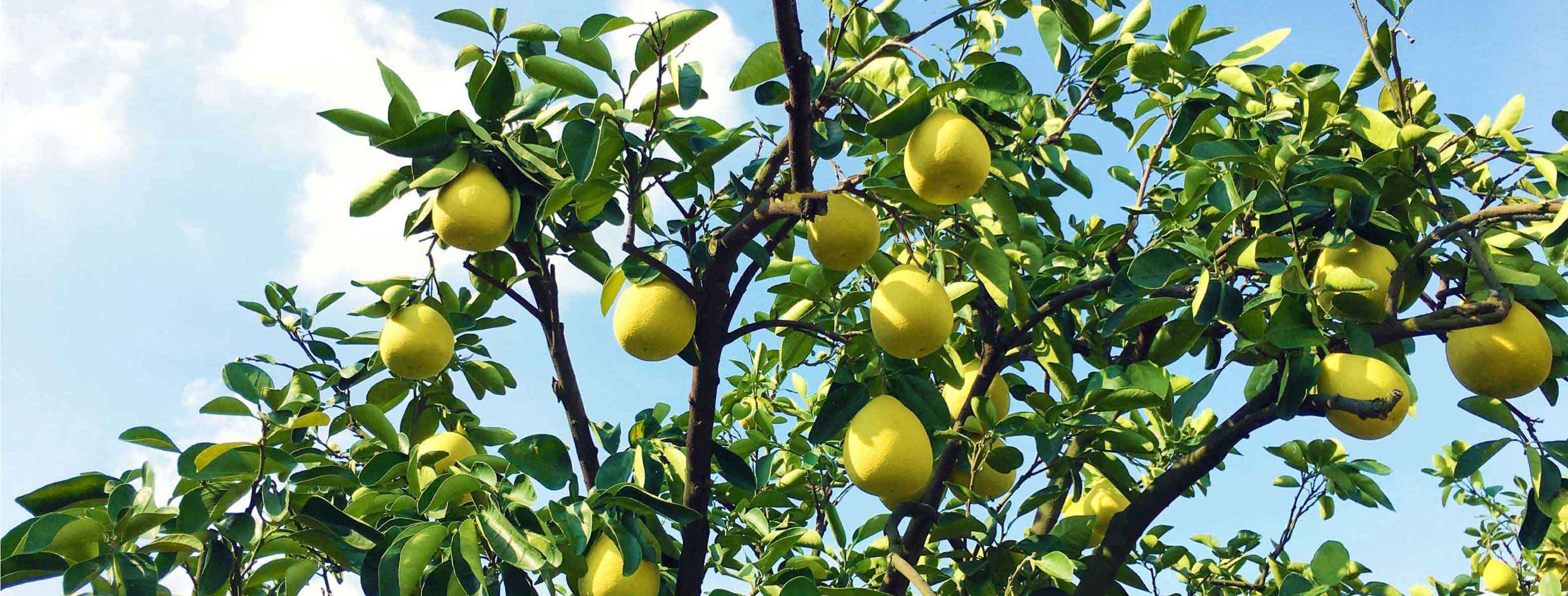 【時令老饕珍藏】正宗老欉文旦 稀有40年50年60年70年極品老欉文旦 甜度15-19度 獨家特殊風味 甜中帶微酸 絕不死甜 稀有限量釋出