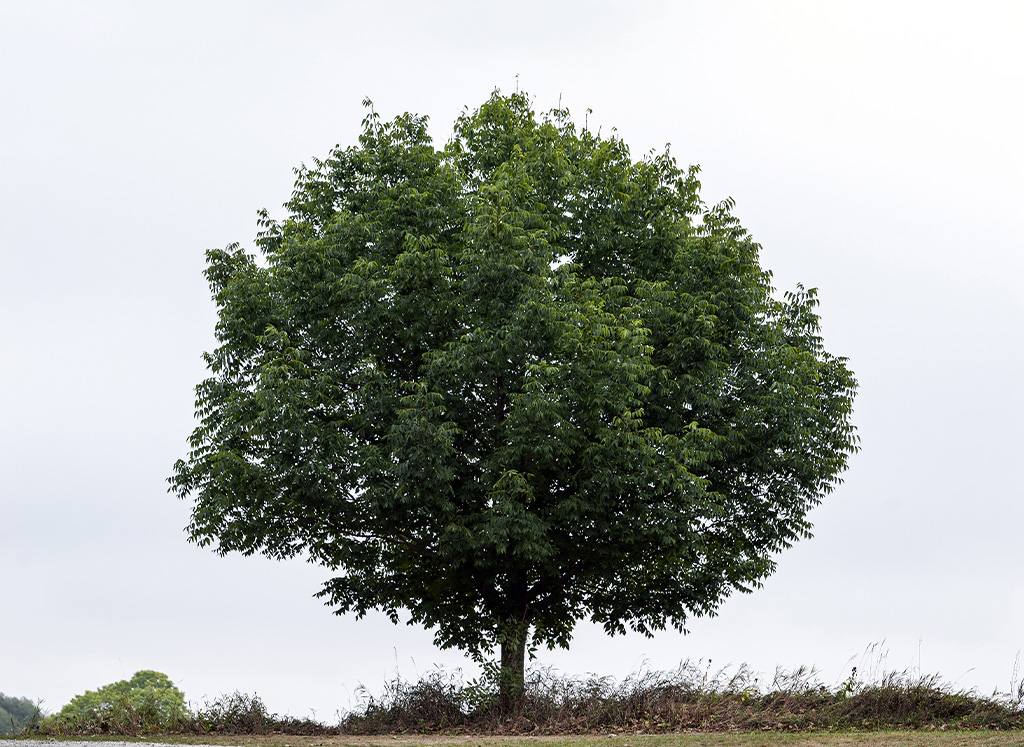 北美梣木示意 一顆北美梣木示意照片