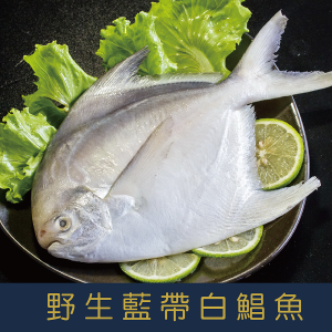 特選鮮嫩藍帶白鯧魚400g-500g/尾 特選鮮嫩藍帶白鯧魚400g-500g/尾