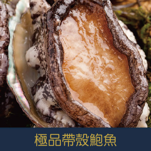 【就是愛海鮮】極品帶殼鮑魚12P/18P/24P1kg±10%(實際重量600g)(隨機出貨) [量大可配合批發/團購 【就是愛海鮮】極品帶殼鮑魚12P/18P/24P1kg±10%(實際重量600g)(隨機出貨) [量大可配合批發/團購