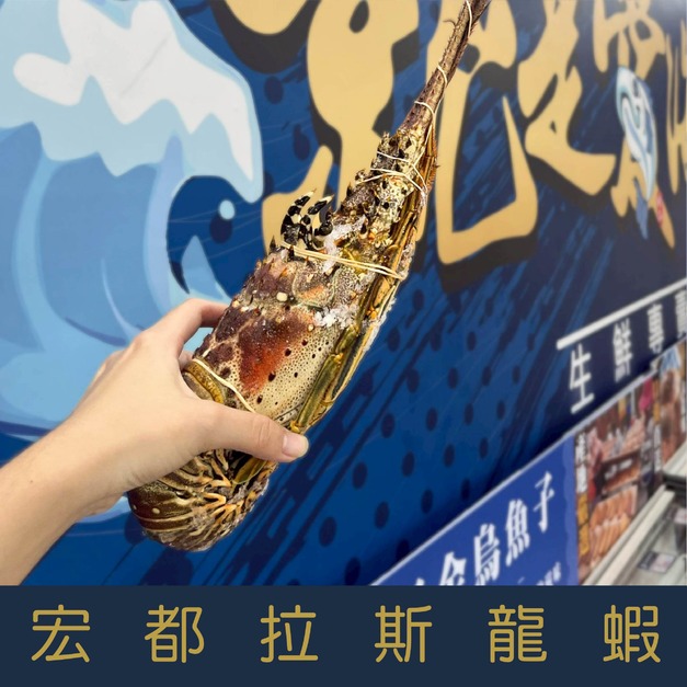 【就是愛海鮮】宏都拉斯龍蝦630-690g/隻 燒烤/火鍋/蒸 一人一隻超霸氣 烤肉首選 [量大可配合批發/團購)