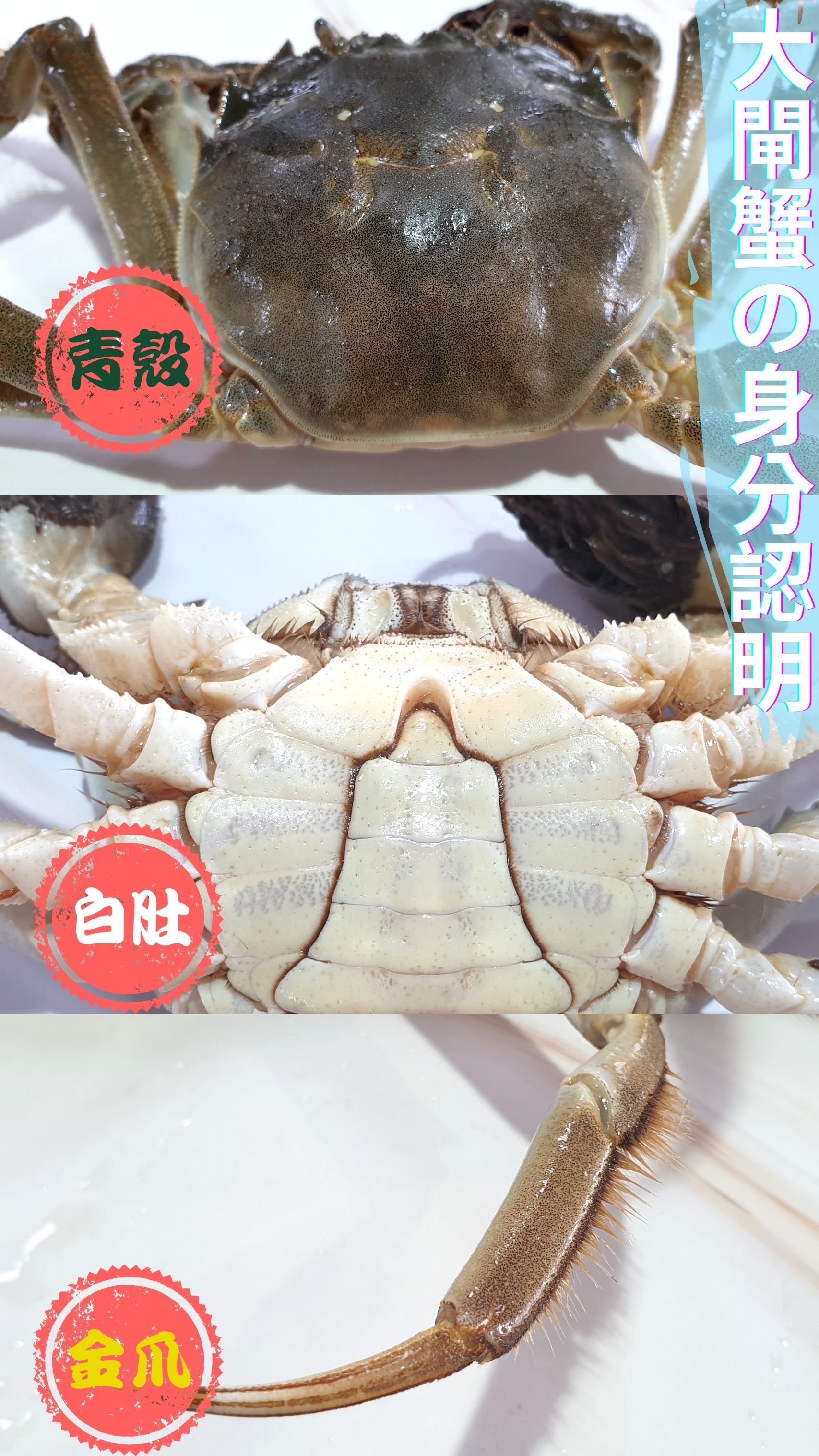 如何辨識大閘蟹