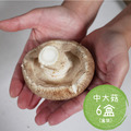 新鮮有機厚鮮香菇(中大菇)( 6 /12 盒) - 免運優惠_1 新鮮有機厚鮮香菇(中大菇)( 6 /12 盒) - 免運優惠_1