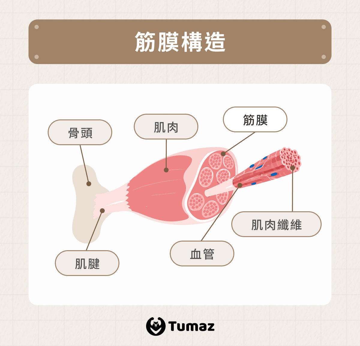 筋膜構造