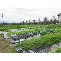 原鴨生態教育園區 【菜園認養專頁】 原鴨生態教育園區 【菜園認養專頁】