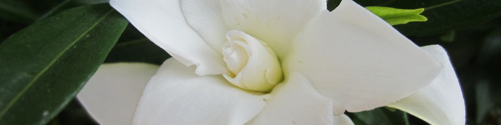 柔和花香調香氛精油 梔香輕舞|梔子花與蘭花交織浪漫氣息,打造靜謐優雅夜晚。