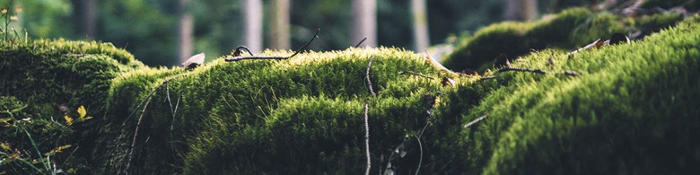 木質泥土調香氛精油 覓境|檀香與岩蘭草帶出雨後泥土清香,感受自然沉靜。