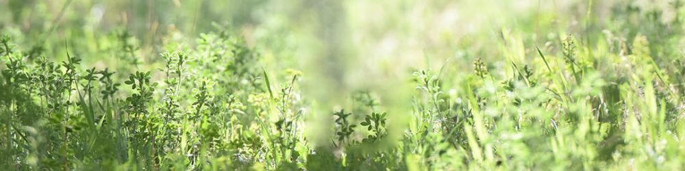 車用淡香擴香,青蘋果與玫瑰香氣,清新自然麝香,喚醒晨光車內氛圍