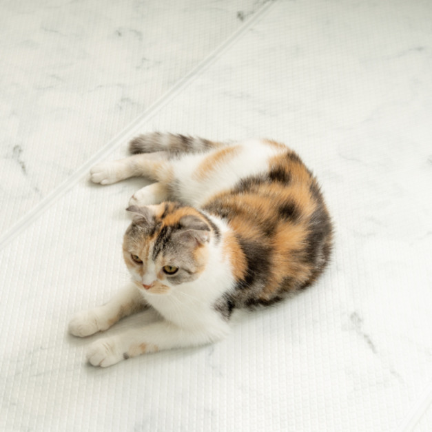 「預購5月底到貨」韓國製 dfang迪邦 奈米膜耐抓寵物遊戲地墊-大理石紋 (180x140cm可裁切三折加厚款) 「預購5月底到貨」韓國製 dfang迪邦 奈米膜耐抓寵物遊戲地墊-大理石紋 (180x140cm可裁切三折加厚款)