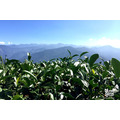 清露阿里山高山烏龍茶150g精緻罐裝_3 清露阿里山高山烏龍茶150g精緻罐裝_3