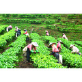 遠岫日月潭黃金阿薩姆紅茶75g精緻罐裝_3 遠岫日月潭黃金阿薩姆紅茶75g精緻罐裝_3