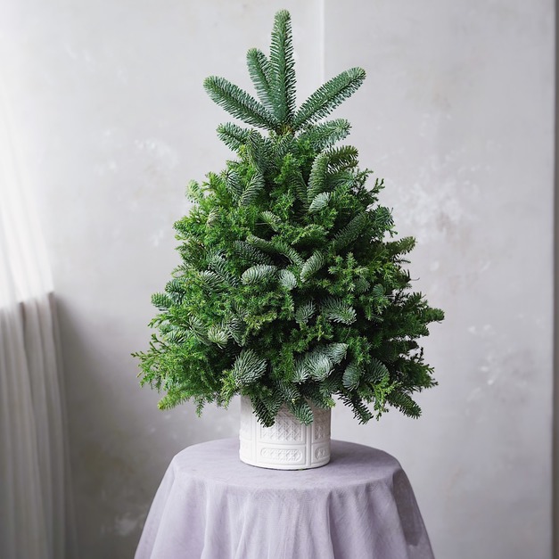 聖誕花禮|諾貝松聖誕裸樹 聖誕花禮|諾貝松聖誕裸樹