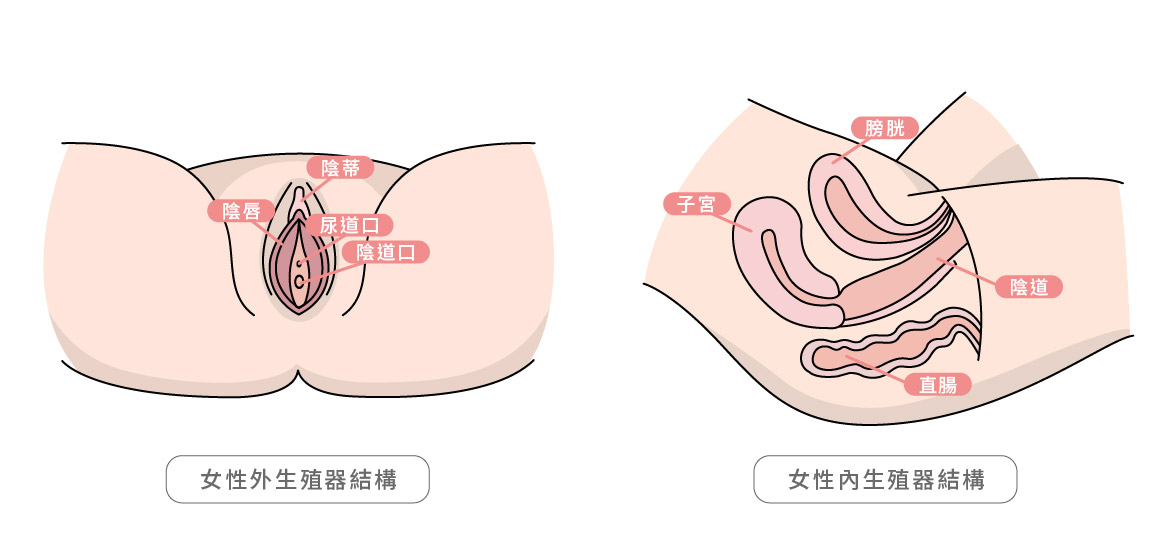女性內外生殖器結構