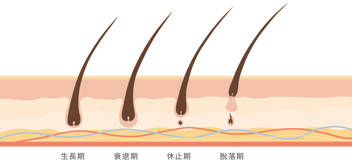 毛髮生長週期