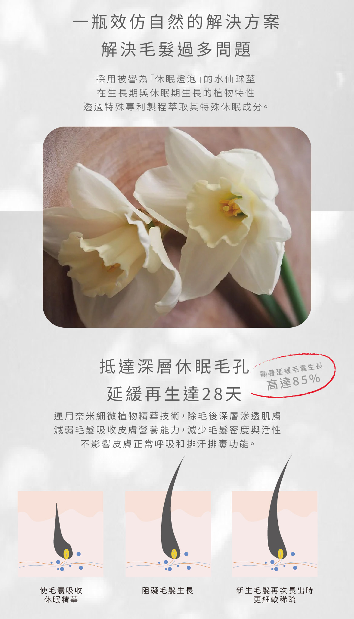 冬眠水仙特色說明