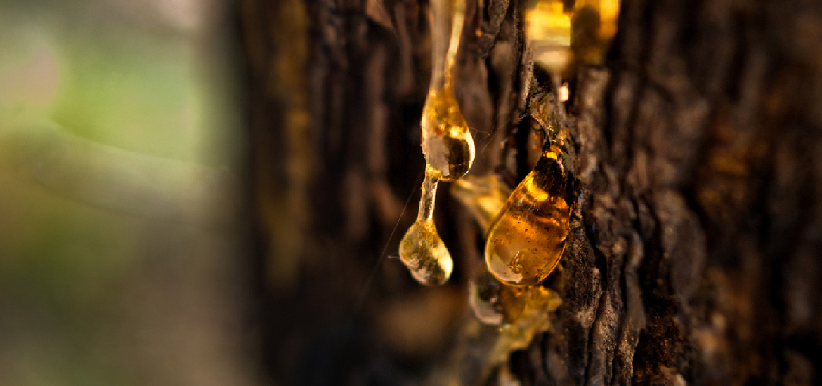 蠟豆的使用成分