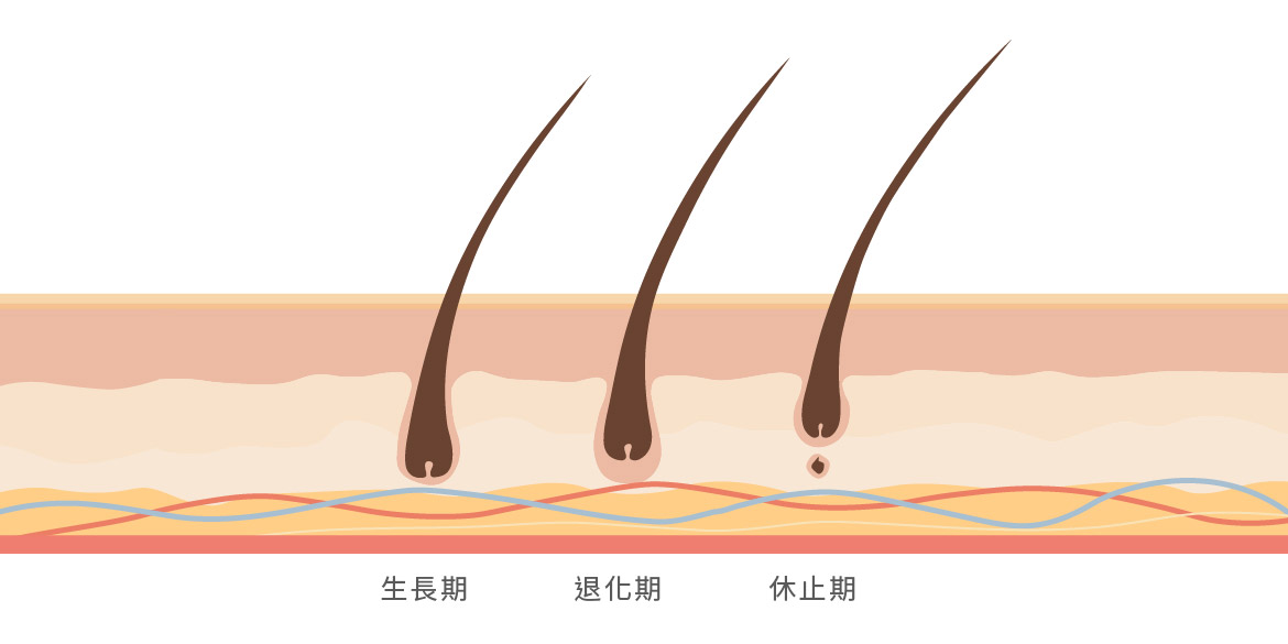 海神除毛前的毛髮生長週期圖
