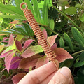 雙股筆 雙股筆