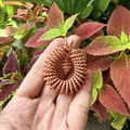 雙股華環盾_3 雙股華環盾_3