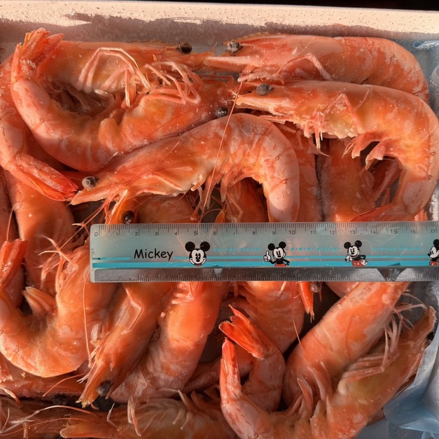 冷凍熟白蝦 21/25 (1公斤) 【解凍即食】 冷凍熟白蝦 21/25 (1公斤) 【解凍即食】