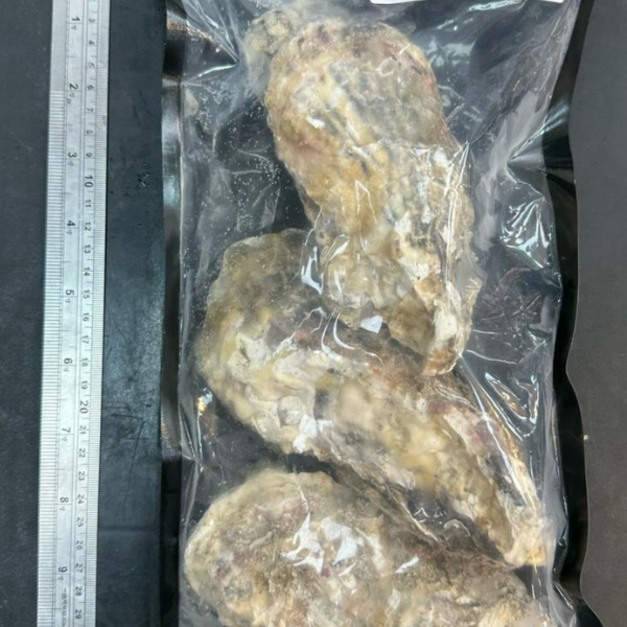 日本生食級帶殼生蠔-3入 【殼薄肉厚】【大規格】 日本生食級帶殼生蠔-3入 【殼薄肉厚】【大規格】