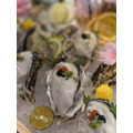 日本生食級兵庫生蠔 L 【一箱10公斤】#中秋必買 #飽滿紮實 #免運費_3 日本生食級兵庫生蠔 L 【一箱10公斤】#中秋必買 #飽滿紮實 #免運費_3