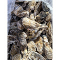 日本生食級兵庫生蠔 L 【一箱10公斤】#中秋必買 #飽滿紮實 #免運費_2 日本生食級兵庫生蠔 L 【一箱10公斤】#中秋必買 #飽滿紮實 #免運費_2