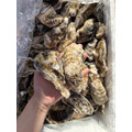 日本生食級兵庫生蠔 L 【一箱10公斤】#中秋必買 #飽滿紮實 #免運費 日本生食級兵庫生蠔 L 【一箱10公斤】#中秋必買 #飽滿紮實 #免運費