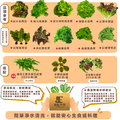 【低溫免運】無毒水耕生菜箱(可選配:紅酸模、芝麻葉、貝比萵苣)_1 【低溫免運】無毒水耕生菜箱(可選配:紅酸模、芝麻葉、貝比萵苣)_1