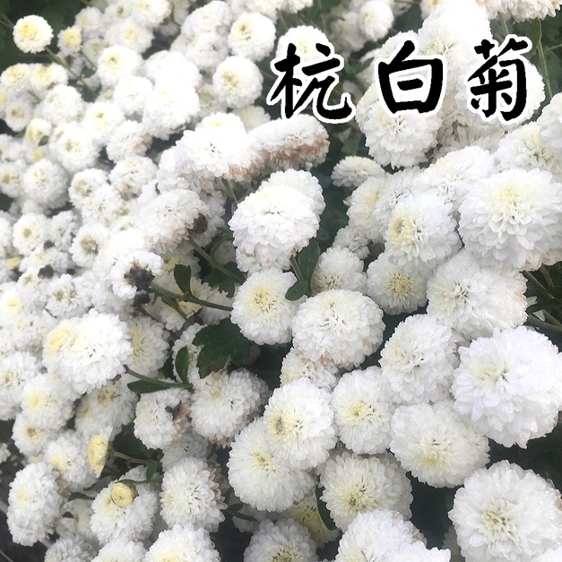 明目養身台灣苗栗杭白菊花推薦 75g! 明目養身台灣苗栗杭白菊花推薦 75g!
