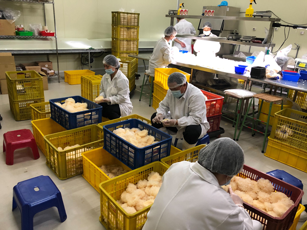 谷溜谷溜白木耳 亞大t8銀耳